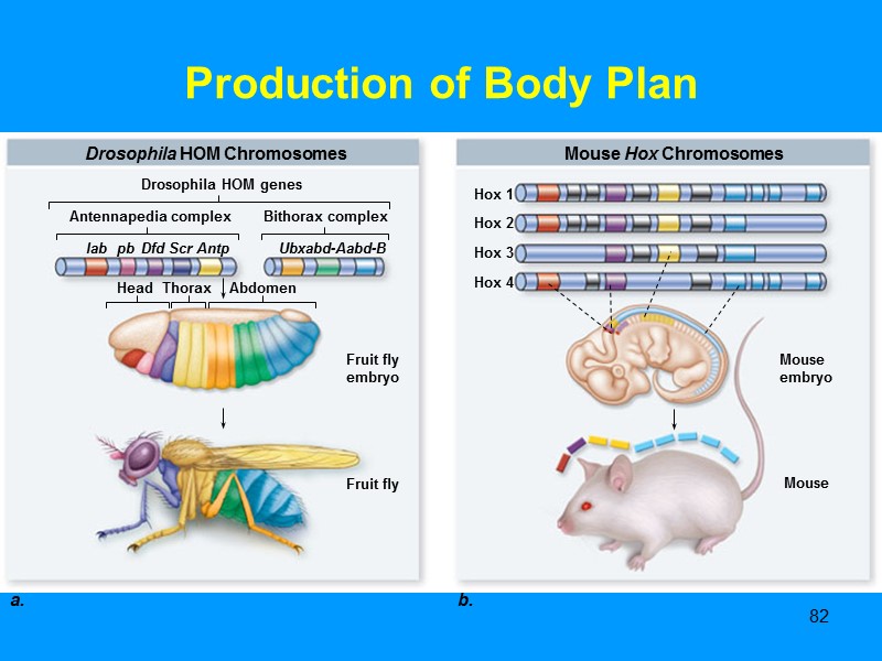 82 Production of Body Plan 82 Production of Body Plan